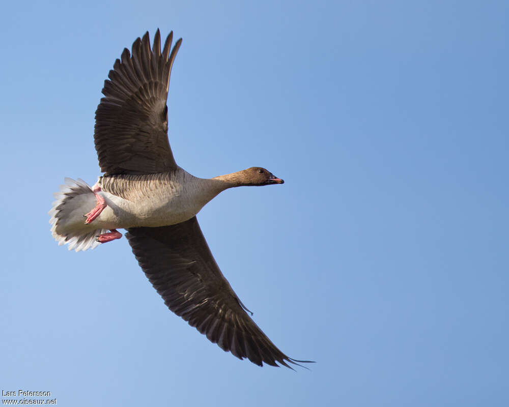 Pink-footed Gooseadult, Flight