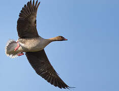 Pink-footed Goose