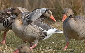 Pink-footed Goose