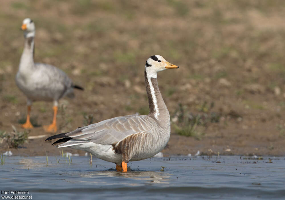 Bar-headed Gooseadult, identification