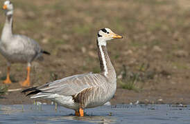 Bar-headed Goose