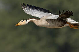 Bar-headed Goose