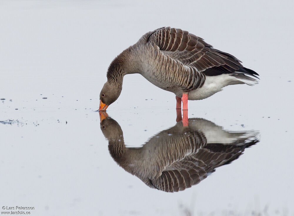 Greylag Goose