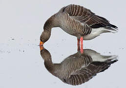 Greylag Goose