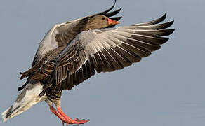 Greylag Goose