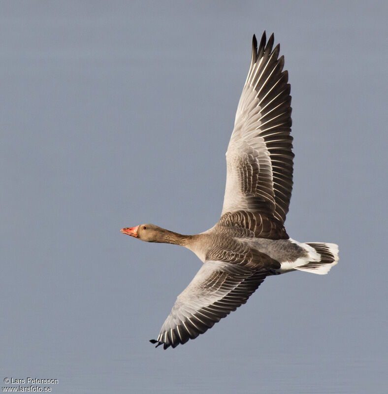 Greylag Goose