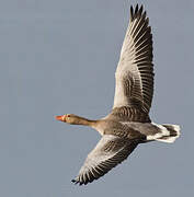 Greylag Goose