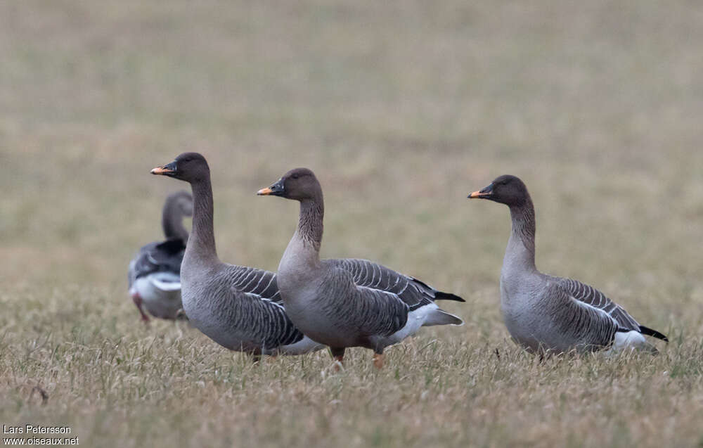 Oie des moissonsadulte nuptial, identification