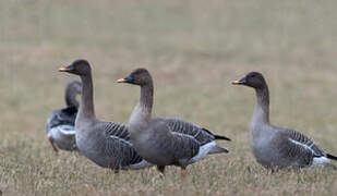 Taiga Bean Goose