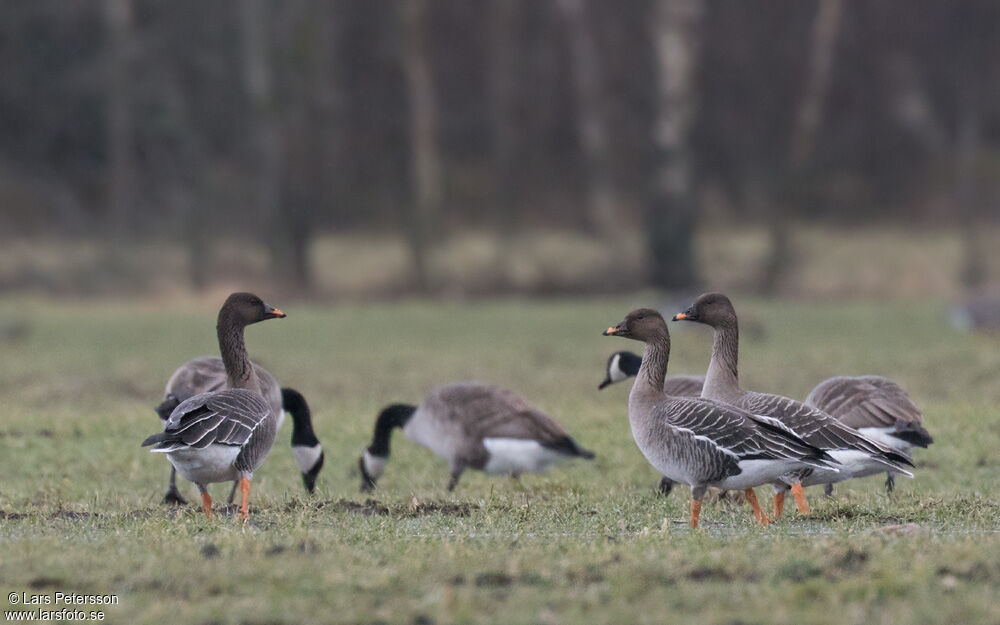 Taiga Bean Goose