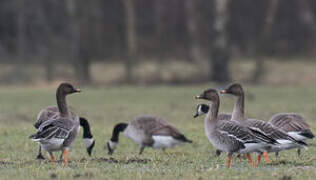 Taiga Bean Goose