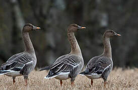 Taiga Bean Goose