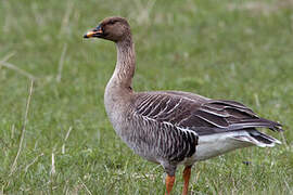 Taiga Bean Goose