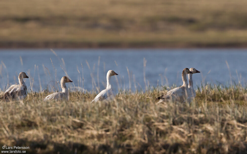 Snow Goose