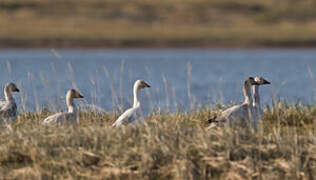 Snow Goose