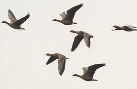 Lesser White-fronted Goose