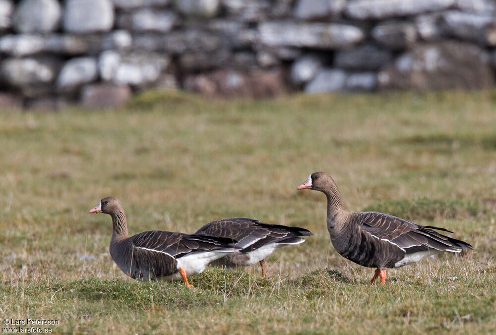 Greater White-fronted Goose