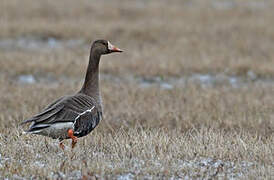 Greater White-fronted Goose