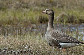 Greater White-fronted Goose