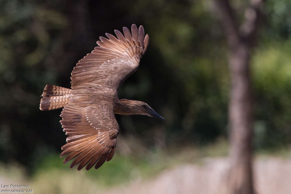 Hamerkopadult, Flight