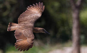 Hamerkop