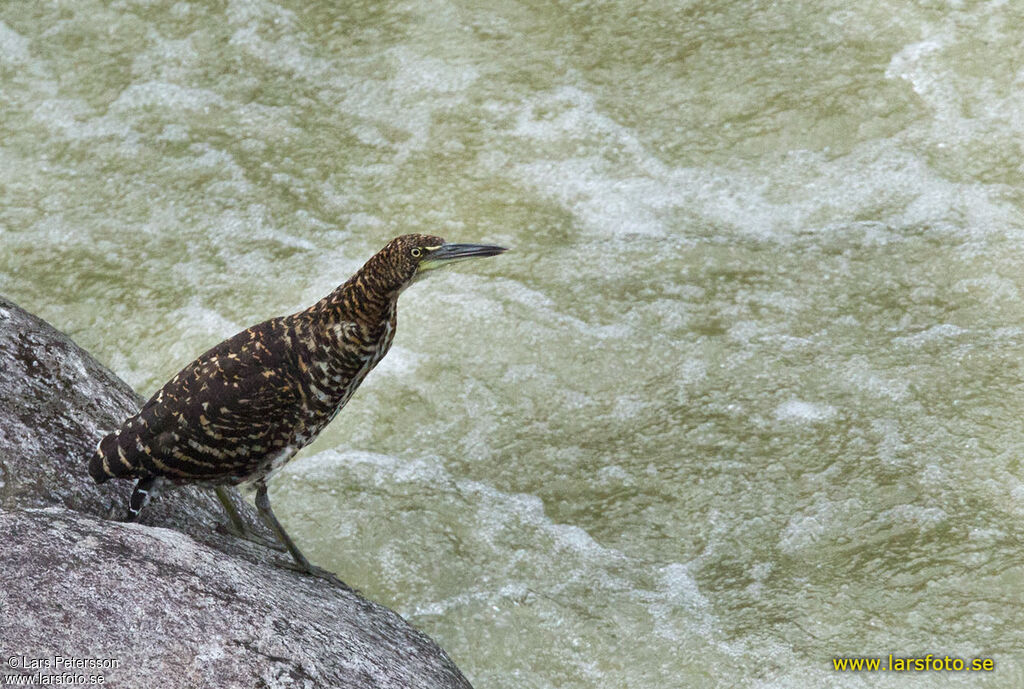 Fasciated Tiger Heron