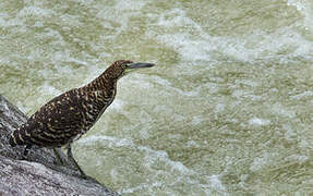 Fasciated Tiger Heron