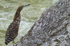 Fasciated Tiger Heron