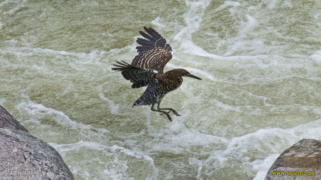 Fasciated Tiger Heron