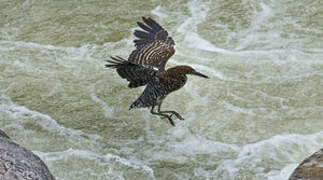 Fasciated Tiger Heron