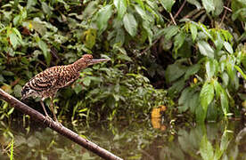 Rufescent Tiger Heron