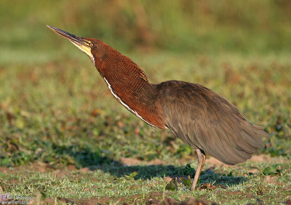 Rufescent Tiger Heron