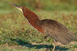 Rufescent Tiger Heron