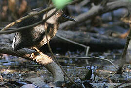 Zigzag Heron