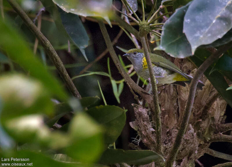 Tit Berrypecker female adult, identification