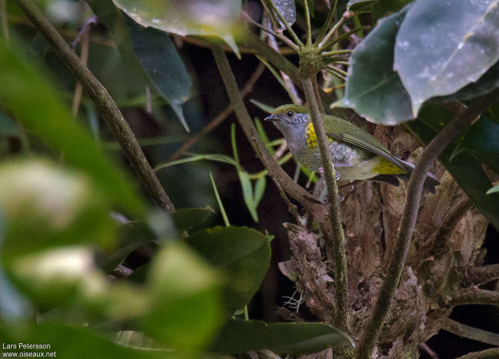 Tit Berrypecker female adult, identification