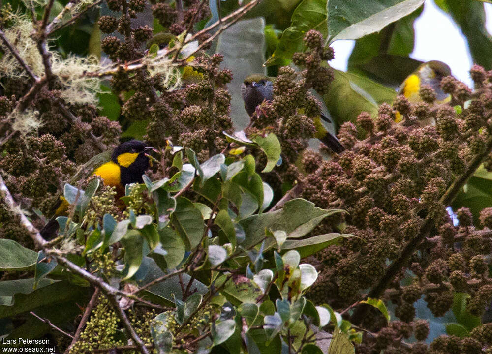 Tit Berrypecker male adult, habitat, feeding habits