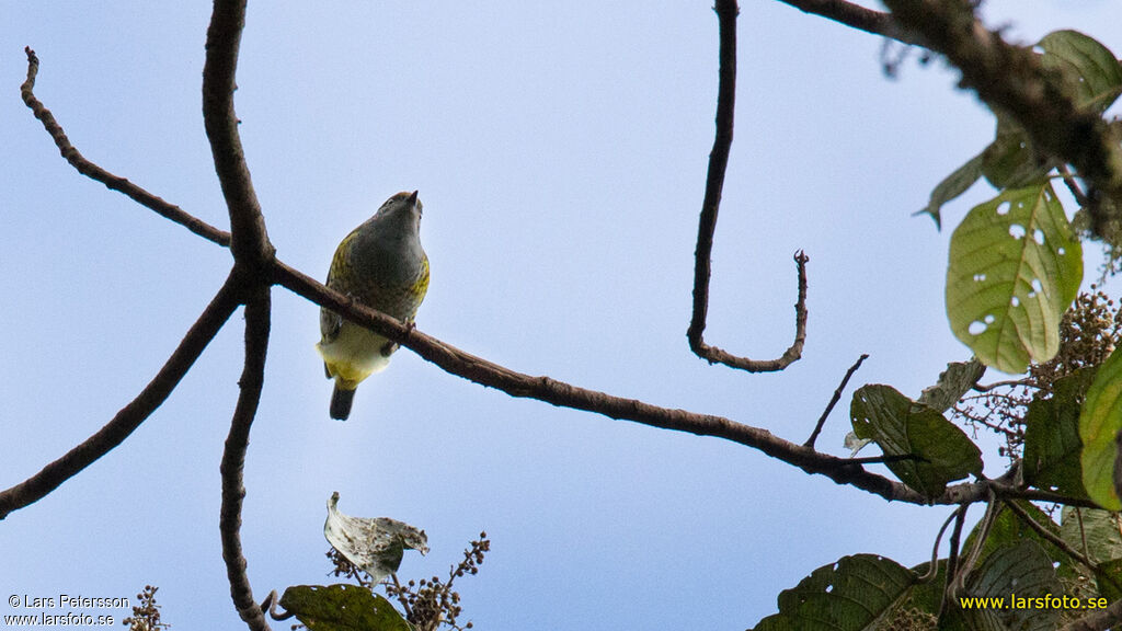 Tit Berrypecker