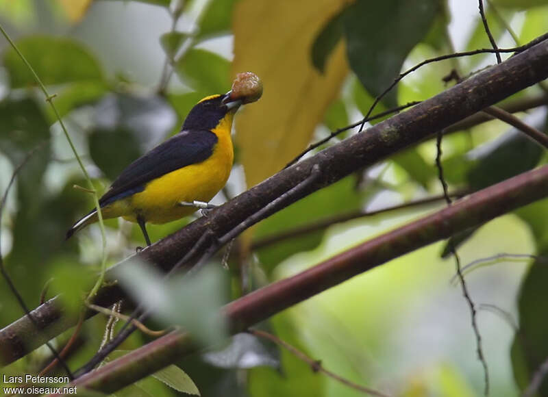 Thick-billed Euphonia male adult, eats