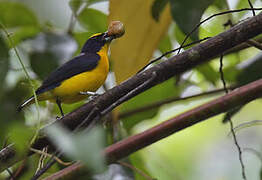 Thick-billed Euphonia