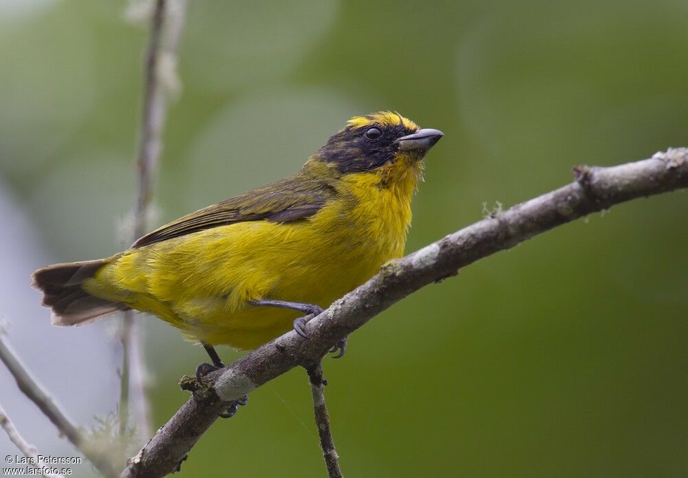 Thick-billed Euphonia