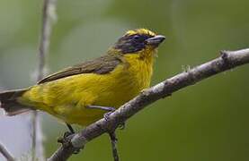 Thick-billed Euphonia