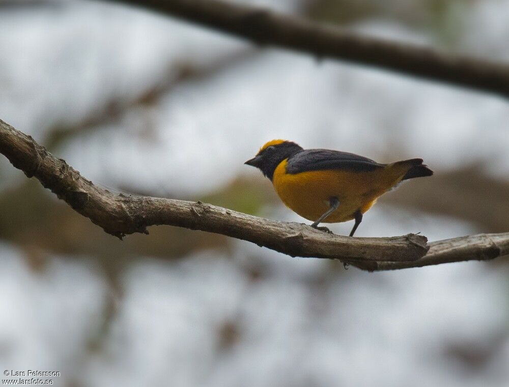 Orange-crowned Euphonia