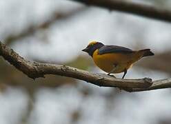 Orange-crowned Euphonia