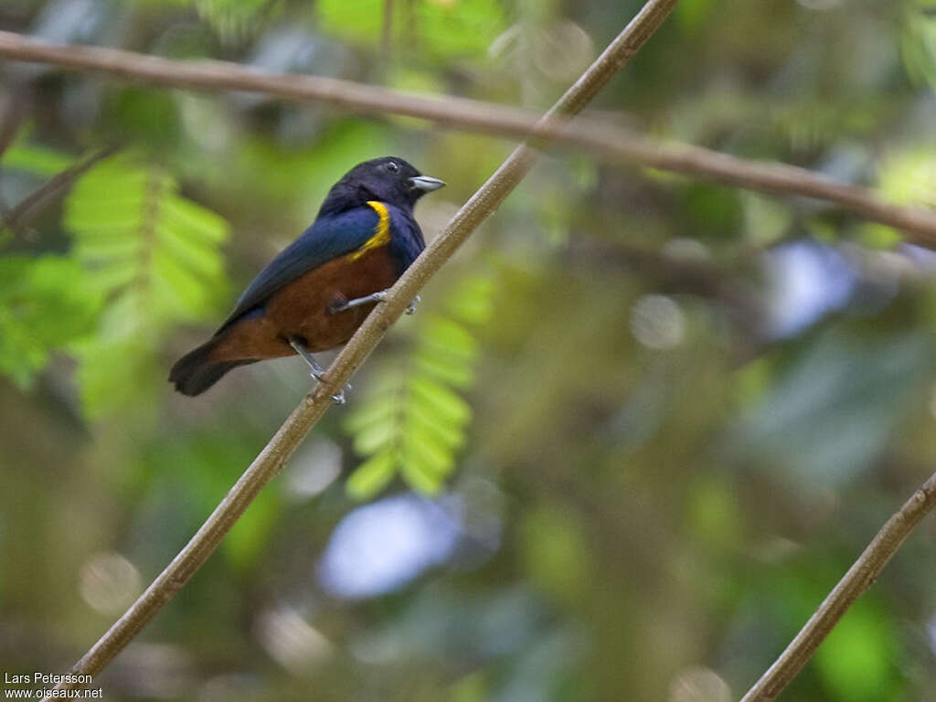 Chestnut-bellied Euphonia male adult, identification