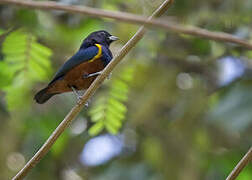 Chestnut-bellied Euphonia