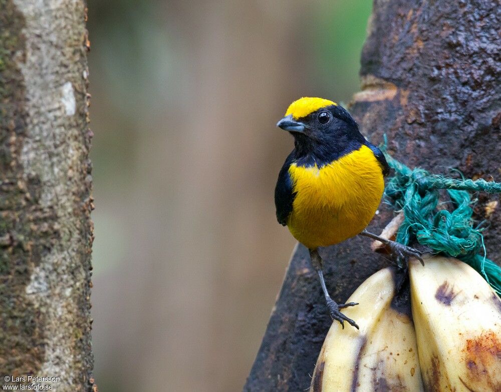 Orange-bellied Euphonia