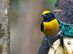 Orange-bellied Euphonia