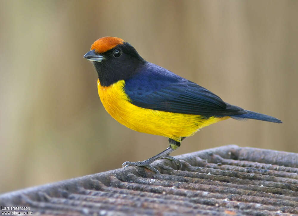 Orange-bellied Euphonia male adult, identification