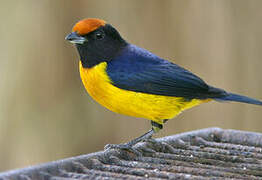 Orange-bellied Euphonia